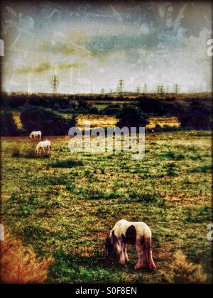 Horses grazing in field, Gravesend, Kent, Borough of Gravesham, South East England, United Kingdom, Europe Stock Photo
