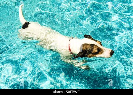 Dog swimming through water in outdoor swimming pool; pastel edit. Stock Photo