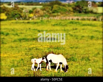 Horses grazing in field, Gravesend, Kent, Borough of Gravesham, South East England, United Kingdom, Europe Stock Photo