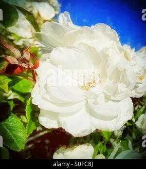 White flower against blue sky Stock Photo