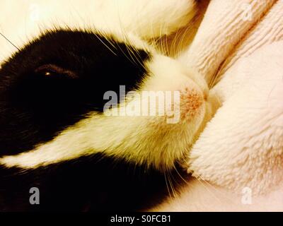 Sleepy Young male Dutch rabbit being cuddled Stock Photo