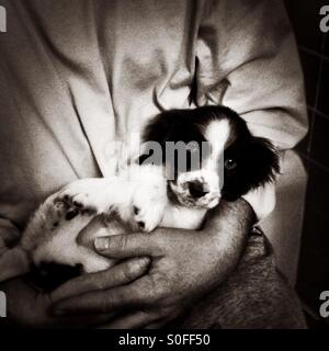 English Springer Spaniel eight week old puppy cradled in two strong loving hands after a bath. Stock Photo