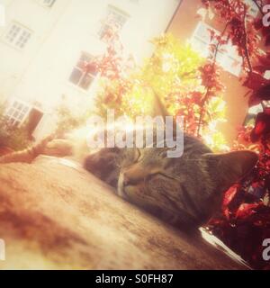Cat snoozing in the sun Stock Photo