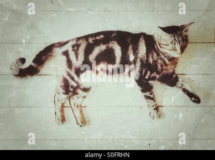 Cat on floor Stock Photo