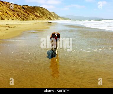 English Springer Spaniel proudly retrieves ball from the shore break on a wide expanse of sun kissed California beach in Summer. Stock Photo