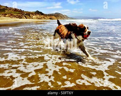 Flying across the shore break in a splash of water and fur, English Springer Spaniel purposefully retrieves ball from the waves. Stock Photo