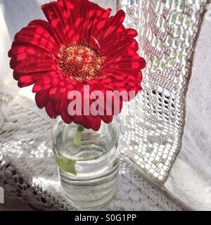 red gerbera daisy in glass bottle Stock Photo