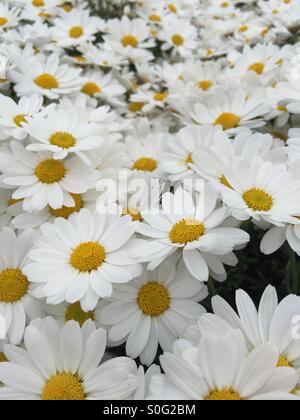 A large group of white chrysanthemum flowers growing in a Dublin garden Stock Photo