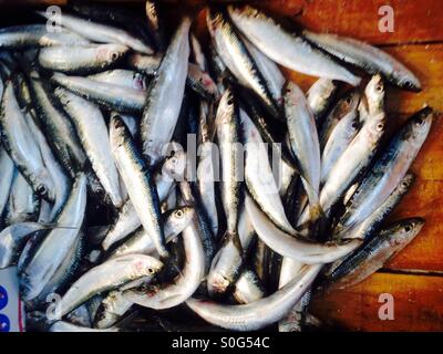 Sardine on market Stock Photo