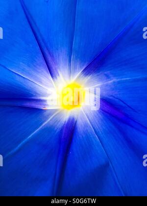 Close up of Morning Glory flower. Heavenly Blue. Stock Photo