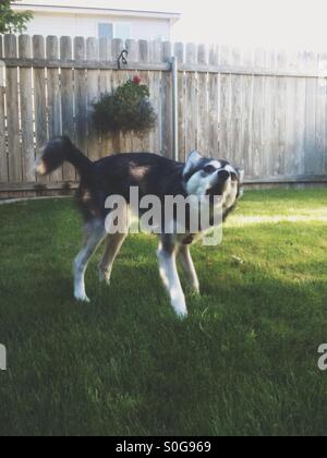 Alaskan Klee Kai Dog. Mini Husky Stock Photo - Image of forest, husky:  151735770