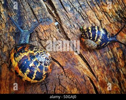 Two snails on wood Stock Photo