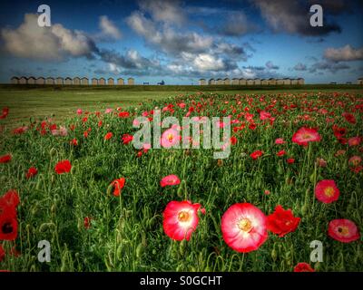 Field of red and pink poppies showing beach huts and seaside in background. Stock Photo