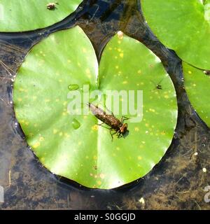 Dragonfly Larva. Stock Photo