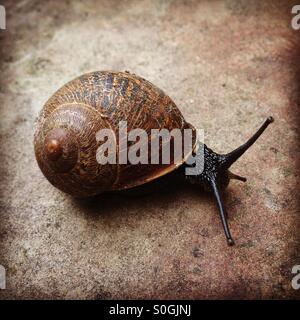 A snail on a stone path in the garden Stock Photo