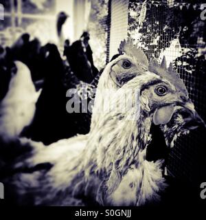 Chickens in a pen. Stock Photo