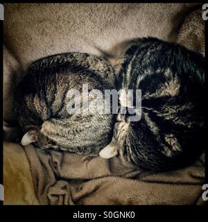 Two cats sleeping on bed. Stock Photo