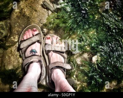 Woman's feet in a rock pool at the seaside Stock Photo