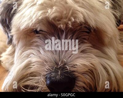 A hairy dog close up Stock Photo