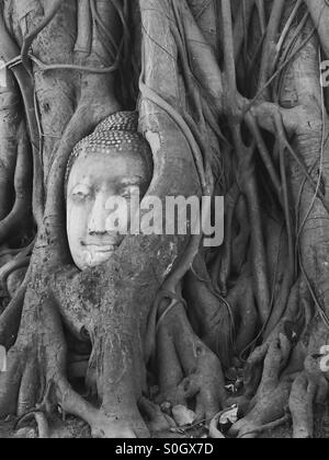 Stone Buddha head entwined in tree roots, Wat Mahathat, Ayutthaya, Thailand. Stock Photo