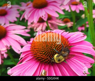 Carpenter Bee gathering nectar on Purple Coneflower. Stock Photo