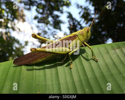 Grasshopper, Tortuguero National Park, Costa Rica Stock Photo