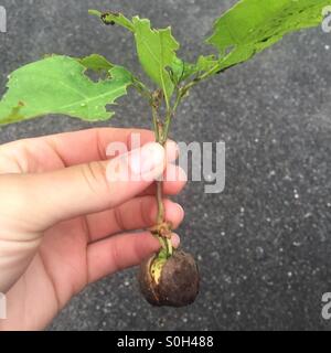 Oak tree growing from a nut Stock Photo