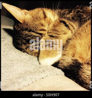 Cat sleeping with paw covering face. Stock Photo