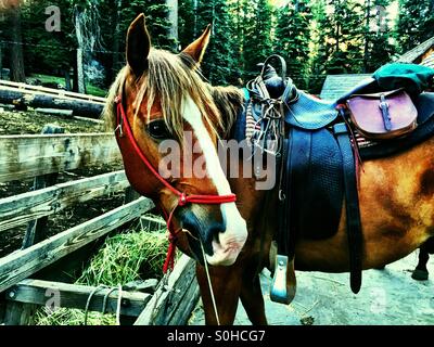 Early morning feed before big day ahead for this sorrel stallion pack horse. Stock Photo