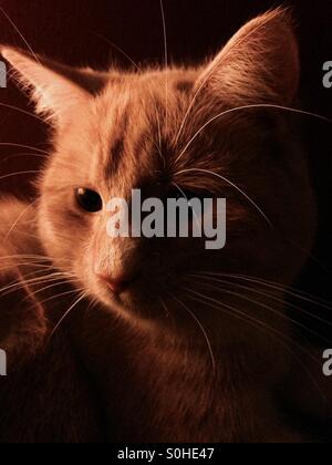 Close up portrait of ginger cat in shadow profile against black background no filter Stock Photo