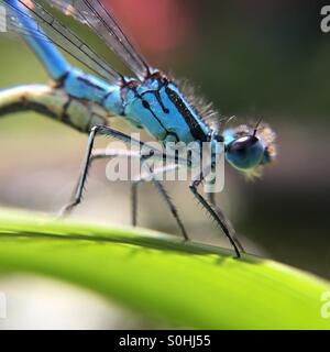 Macro close-up of a blue damsel fly Stock Photo