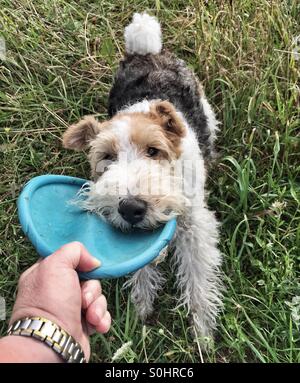 Wire fox terrier playing tug with his toy frisbee. Stock Photo