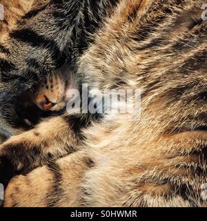 Domestic tabby cat curled into a ball sleeping. Stock Photo