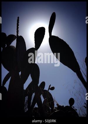 Prickly Pear Cactus silhouetted against the Sun, Catalonia, Spain. Stock Photo