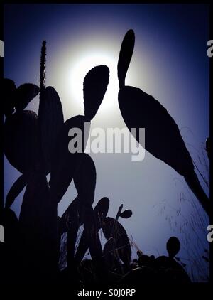 Prickly Pear Cactus silhouetted against the Sun, Catalonia, Spain. Stock Photo