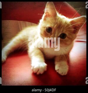 10 week old ginger and white kitten on a red chair looking curiously into the camera Stock Photo