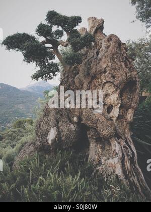 Olive tree, Majorca, Spain Stock Photo