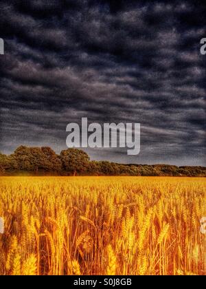 Golden wheat field against a dark stormy sky