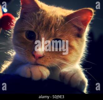 Close up kitten looking over arm rest Stock Photo