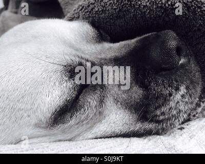 Napping pup Stock Photo