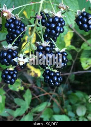 Picking fresh blackberries Stock Photo