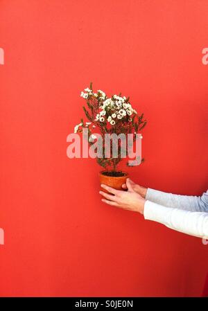 Closeup of hands holding flowers against a bright background Stock Photo