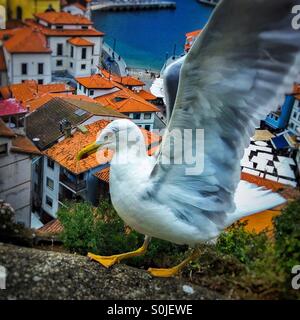 Seagull flying above if Cudillero sea coastal village, Asturias, Spain, Europe