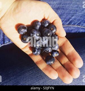 Ripe, freshly picked from the bush blueberries  lying on a palm of a hard on a sunny, summer afternoon Stock Photo