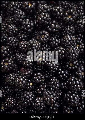 Freshly picked Blackberries. Stock Photo