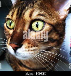 A brown spotted Bengal cat looking out of a window. Stock Photo