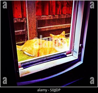 Ginger white cat looking through open cat flap Stock Photo