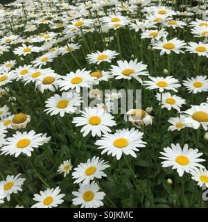 Many similar daisies in a summer garden Stock Photo