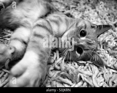 Kitten stretching reaching for the camera in black and white Stock Photo