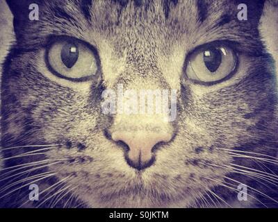 Tabby cat portrait. Stock Photo